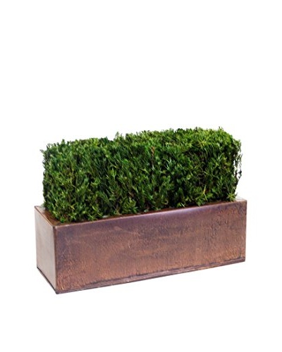 Forever Green Art Table Top Hedge