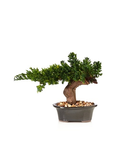 Forever Green Art Single Monterey Bonsai