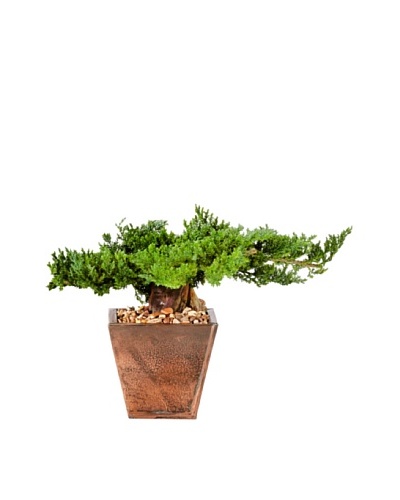 Forever Green Art Traditional Bonsai Tree