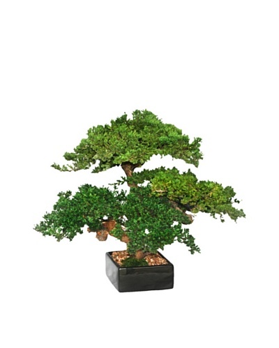 Forever Green Art Handmade Triple Monterey Bonsai Tree