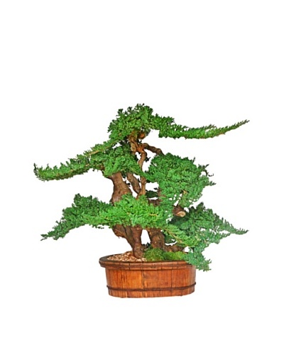 Forever Green Art 36″ Vintage Bonsai Tree