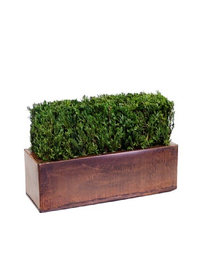 Forever Green Art Handmade Table Top Juniper Hedge
