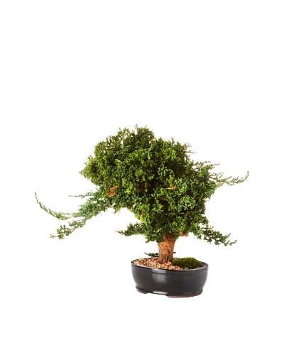 Forever Green Art Handmade Windswept Bonsai Tree