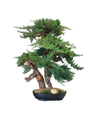 Forever Green Art Handmade Juniper Bonsai Tree