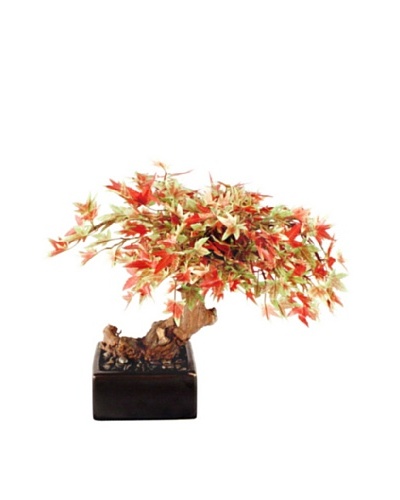 Forever Green Art Handmade Japanese Maple Bonsai Tree