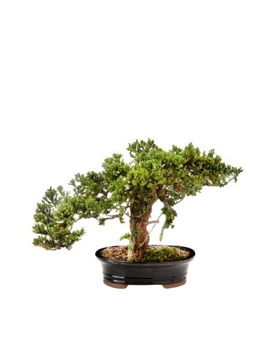 Forever Green Art Single Monterey Bonsai Tree