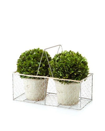 Galt 2 Potted Half-Boxwood Balls in Wire Carrier