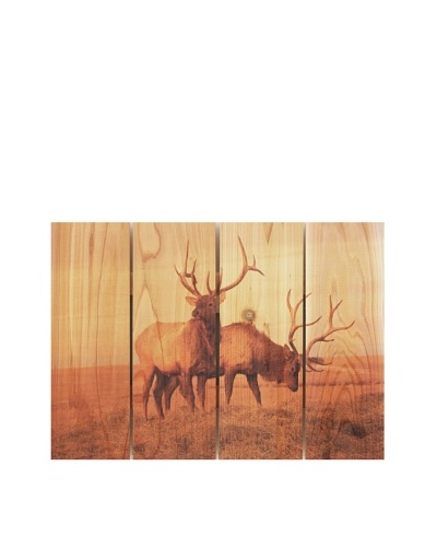 Bull Elk, 22.5″ x 16″