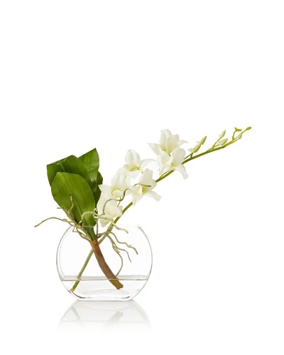Winward Dendrobium In Marquis Vase