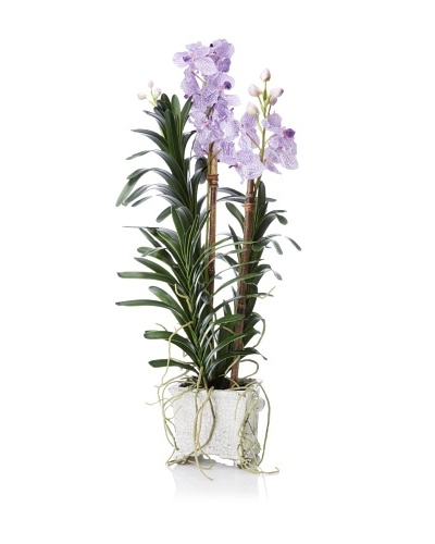New Growth Designs Vanda Orchid in Crackle Glazed Square Pot