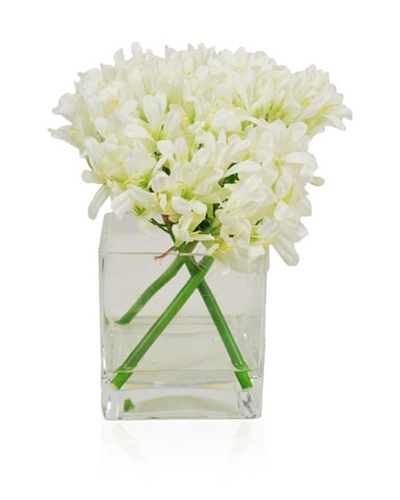 Winward Agapanthus In Tall Square Vase