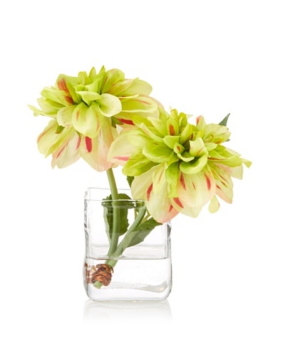 New Growth Designs Dahlia “Cut” Stems in Cube Vase with Faux Water, Red-Green