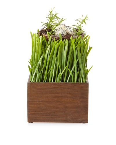 Winward Potted Nest Grass