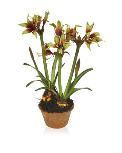 New Growth Designs Faux Exotic Amaryllis Bulbs