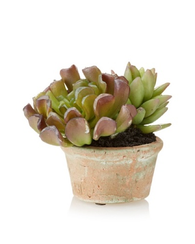 New Growth Designs Sedum and Echeveria in Natural Clay Pot