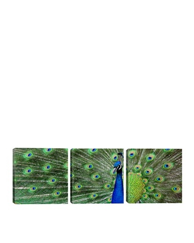 iCanvasArt Color Bakery Collection: Aqua Peacock Panoramic Giclée Triptych