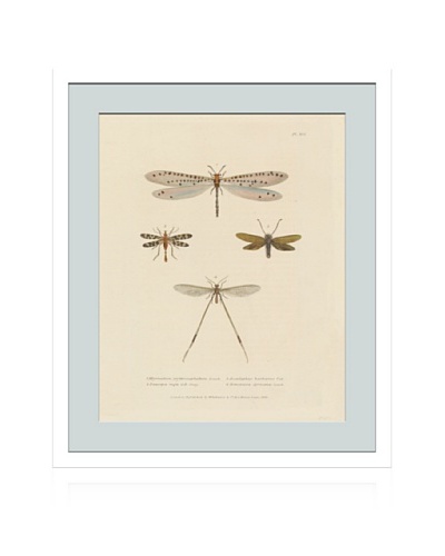 Lillian August Vintage Dragonflies