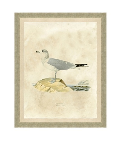 Seagull Print I