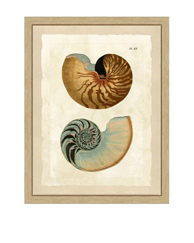 Double Shell Framed Print II