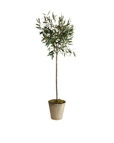 Napa Home & Garden Conservatory Collection 46 Olive Tree In Pot