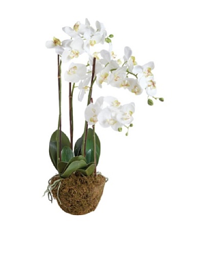 Napa Home and Garden 30″ Phalaenopsis Drop-In Botanical