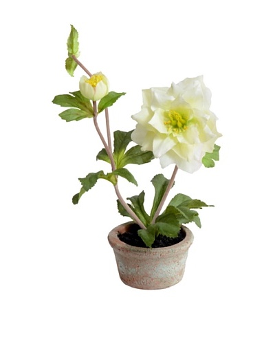 New Growth Designs 9″ Hellebores in Terracotta Pot