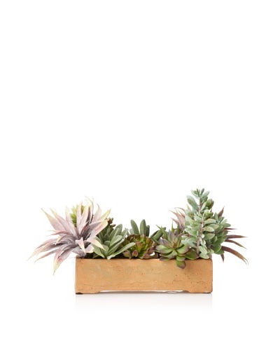 New Growth Designs Aloe, Agave, Sedum, Panda plant, and Echeveria in Terracotta Planter