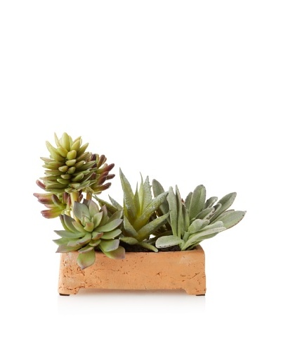 New Growth Designs Aloe, Sedum, and Echeveria Succulents in Clay Planter