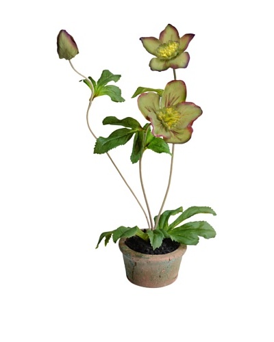 New Growth Designs 13″ Hellebores in Terracotta Pot