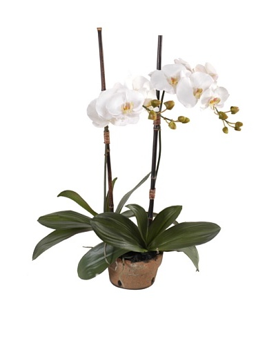 New Growth Designs Faux Phalaenopsis Double Orchid, White