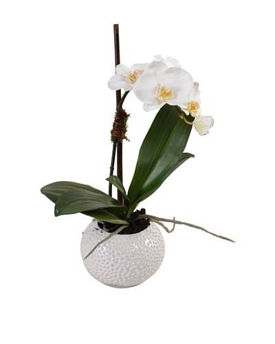 New Growth Designs Faux Phalaenopsis Orchid in Ceramic Pot, White