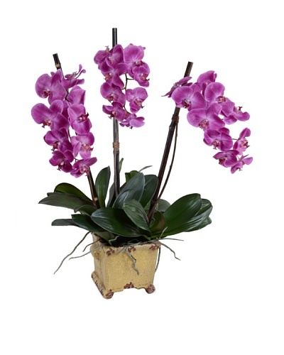 New Growth Designs Faux Phalaenopsis Orchid