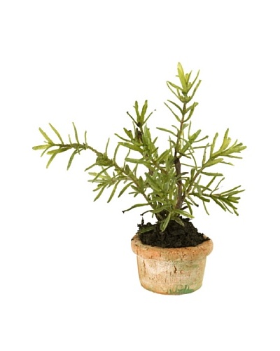 New Growth Designs Rosemary Mini-Pot