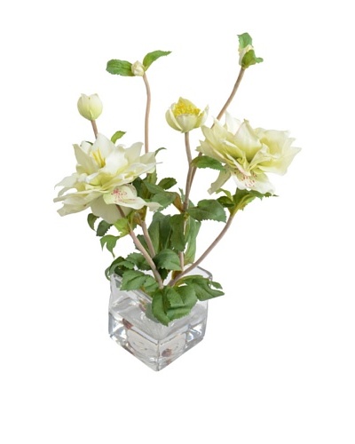 New Growth Designs Lenten Rose Plant