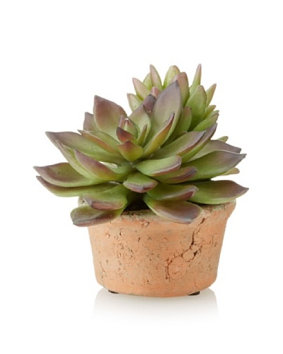 New Growth Designs Sedum and Echeveria in Round Clay Pot