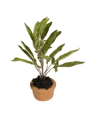 New Growth Designs Sage Spray Mini-Pot