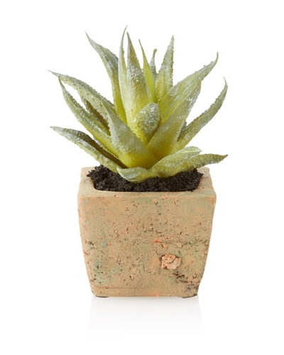 New Growth Designs Aloe Plant in Natural Clay Pot