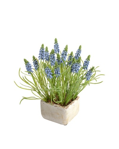 New Growth Designs Grape Hyacinths In Clay Pot, Light Blue