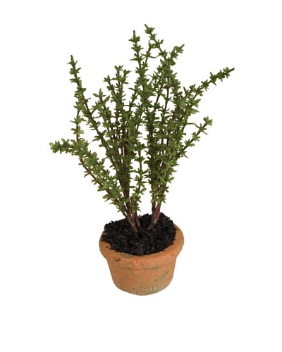 New Growth Designs Thyme Spray Mini-Pot