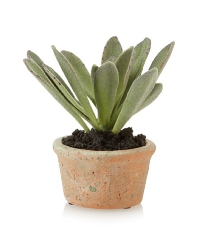 New Growth Designs Panda Plant in Natural Clay Pot