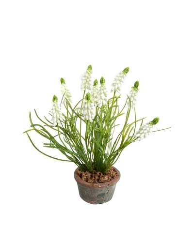 New Growth Designs Grape Hyacinth In Terracotta Pot