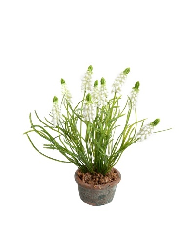New Growth Designs Grape Hyacinth In Terracotta Pot
