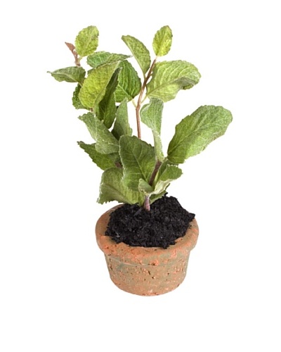 New Growth Designs Mint Spray Mini-Pot