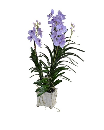 New Growth Designs Purple Vanda in White Pot