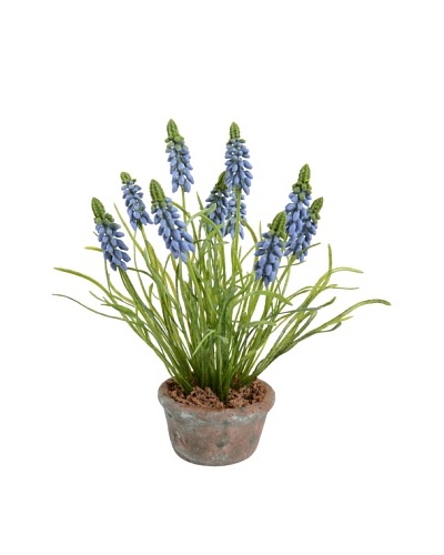 New Growth Designs Grape Hyacinth In Terracotta Pot