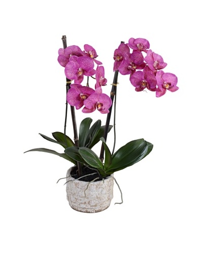 New Growth Designs Faux Phalaenopsis Orchid, Fuchsia