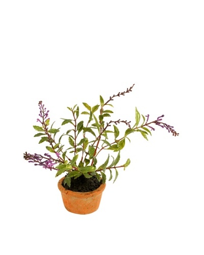 New Growth Designs Salvia Spray in Terracotta Pot