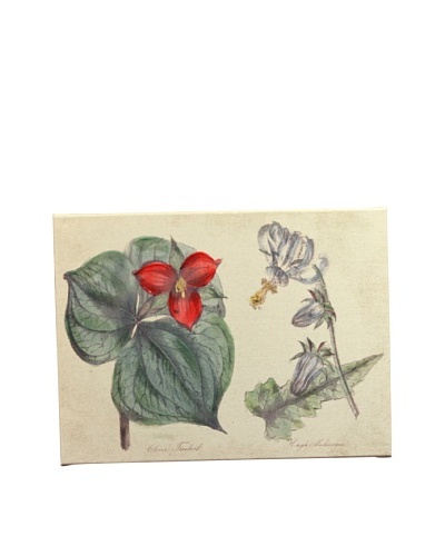 New York Botanical Garden “Botanicals” Giclée on Linen Canvas