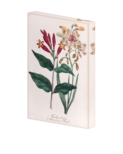 New York Botanical Garden Botanicals Giclée on Linen Canvas