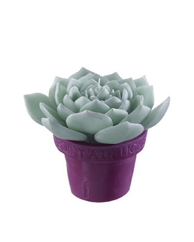 Point a la Ligne Potted Refillable Echeveria Candle, Purple, Medium